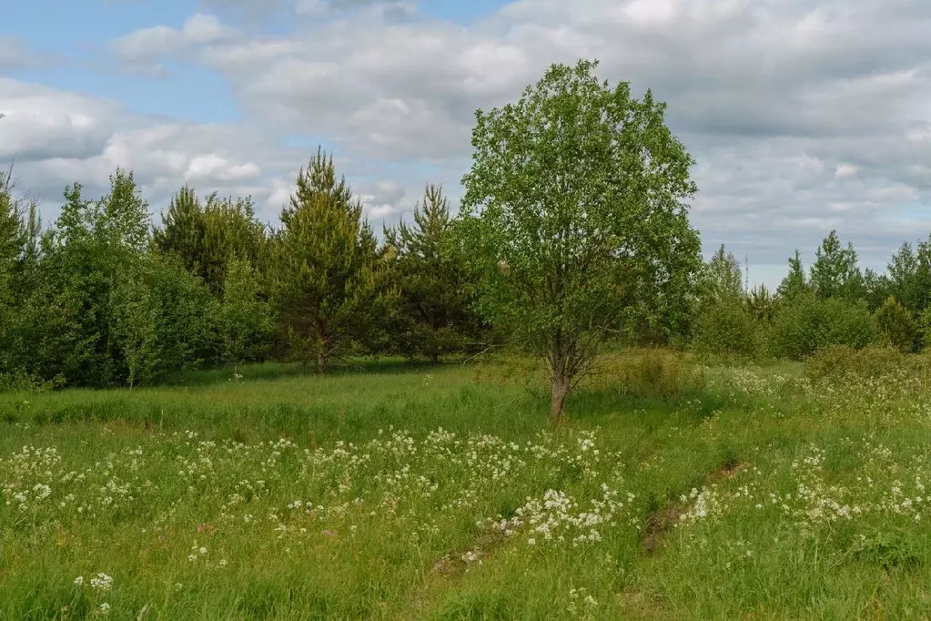 Участок в Ленинградская область, Всеволожский район, Лесколовское ... - Фото 0