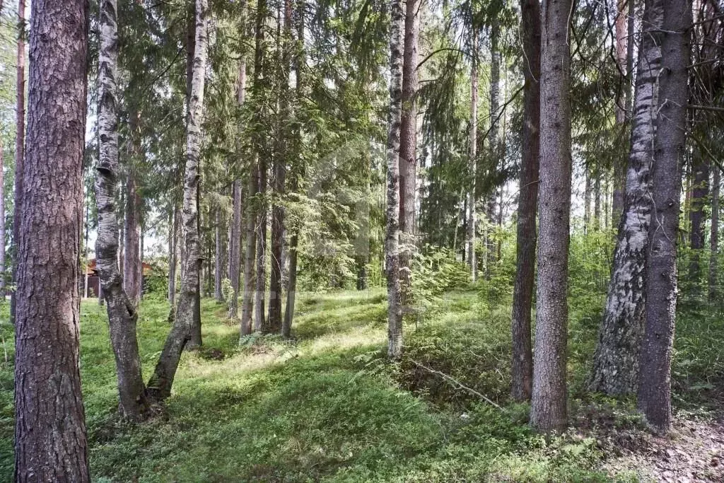 Участок в Ленинградская область, Всеволожский район, Юкковское с/пос, ... - Фото 1