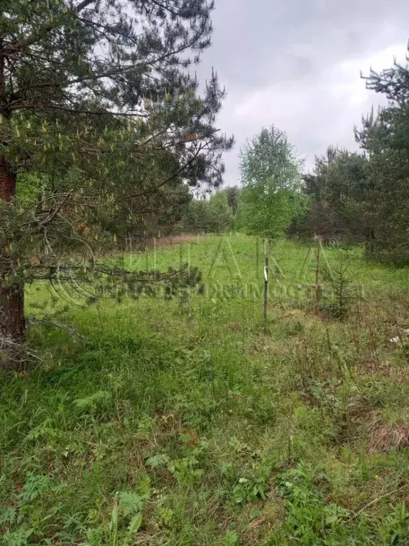 Участок в Ленинградская область, Лодейнопольское городское поселение, ... - Фото 0