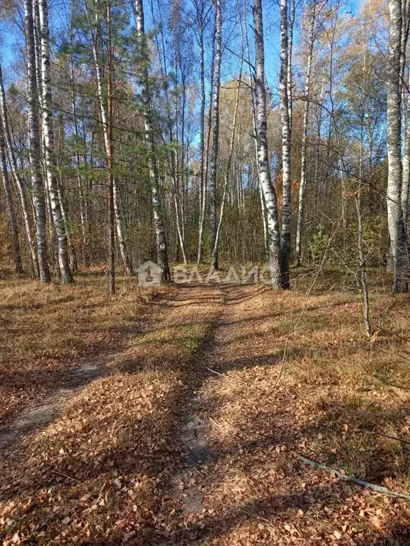 Участок в Владимирская область, Судогодский район, Лавровское ... - Фото 1