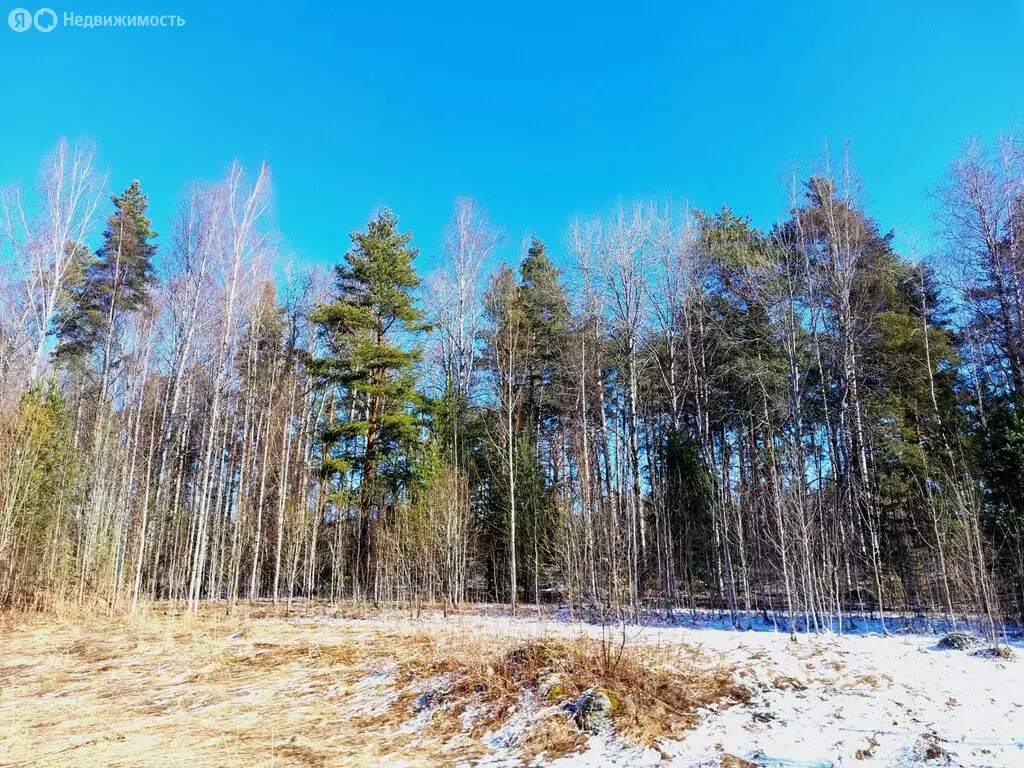 Участок в Прионежский район, Шуйское сельское поселение, деревня ... - Фото 1