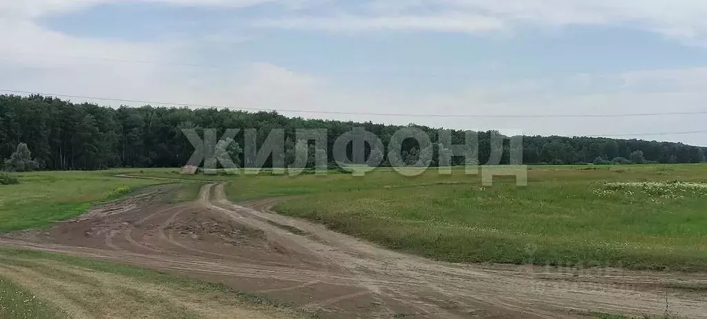 Участок в Новосибирская область, Новосибирский район, Толмачевский ... - Фото 2