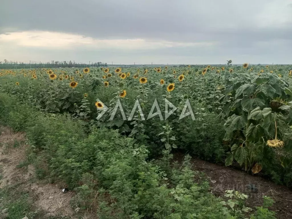Участок в Ростовская область, Аксайский район, Щепкинское с/пос, пос. ... - Фото 1