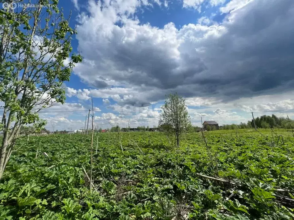 Участок в село Выльгорт, посёлок Пичипашня, улица Мира (8.8 м) - Фото 0