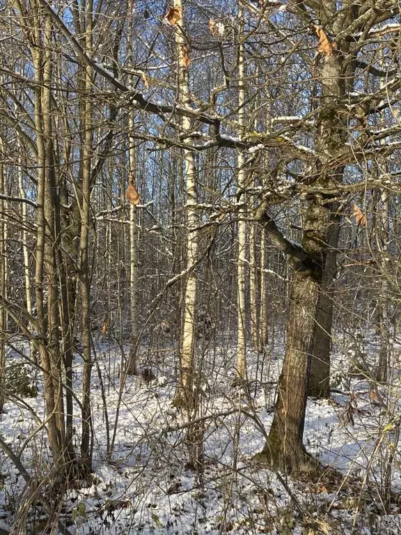 Участок в Московская область, Дмитровский муниципальный округ, ... - Фото 2