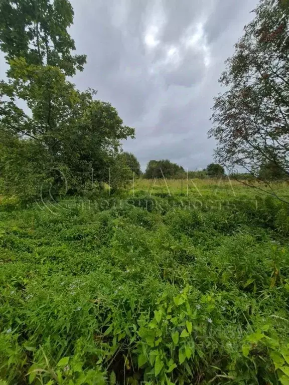 Участок в Ленинградская область, Кингисеппский район, Котельское ... - Фото 2