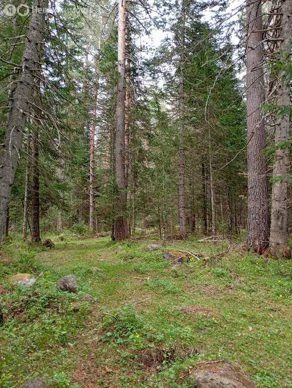 Участок в Турочакский район, село Усть-Пыжа (8 м) - Фото 0