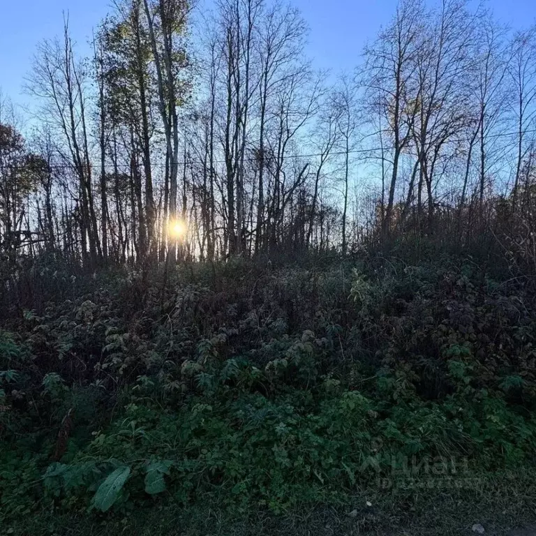 Участок в Ленинградская область, Кингисеппский район, Пустомержское ... - Фото 1