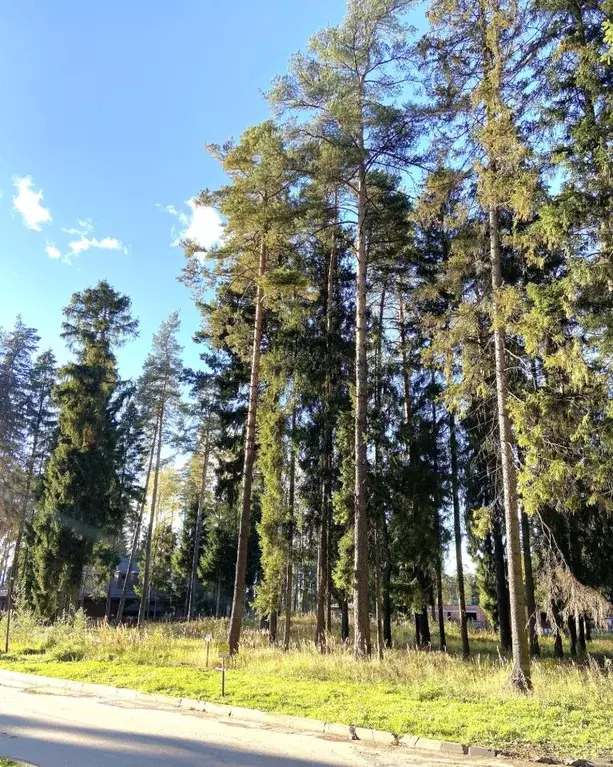 Участок в Московская область, Пушкино Чистые Пруды-3 кп, 125 (30.7 ... - Фото 2