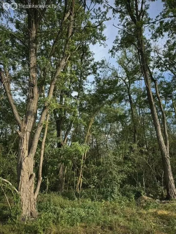 Участок в Большелогское сельское поселение, СНТ Солнечная поляна (5 м) - Фото 0