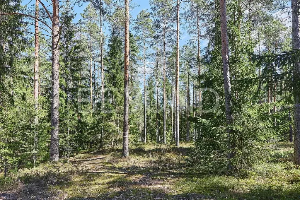 Участок в Ленинградская область, Выборгский район, Первомайское с/пос, ... - Фото 2