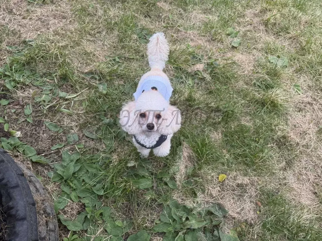 Дом в Алтай, Турочакский район, с. Артыбаш  (100 м) - Фото 1