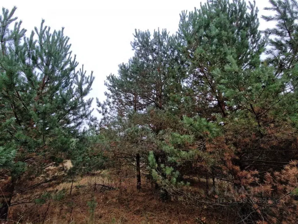 Участок в Владимирская область, Владимир д. Уварово, ул. Малая ... - Фото 1