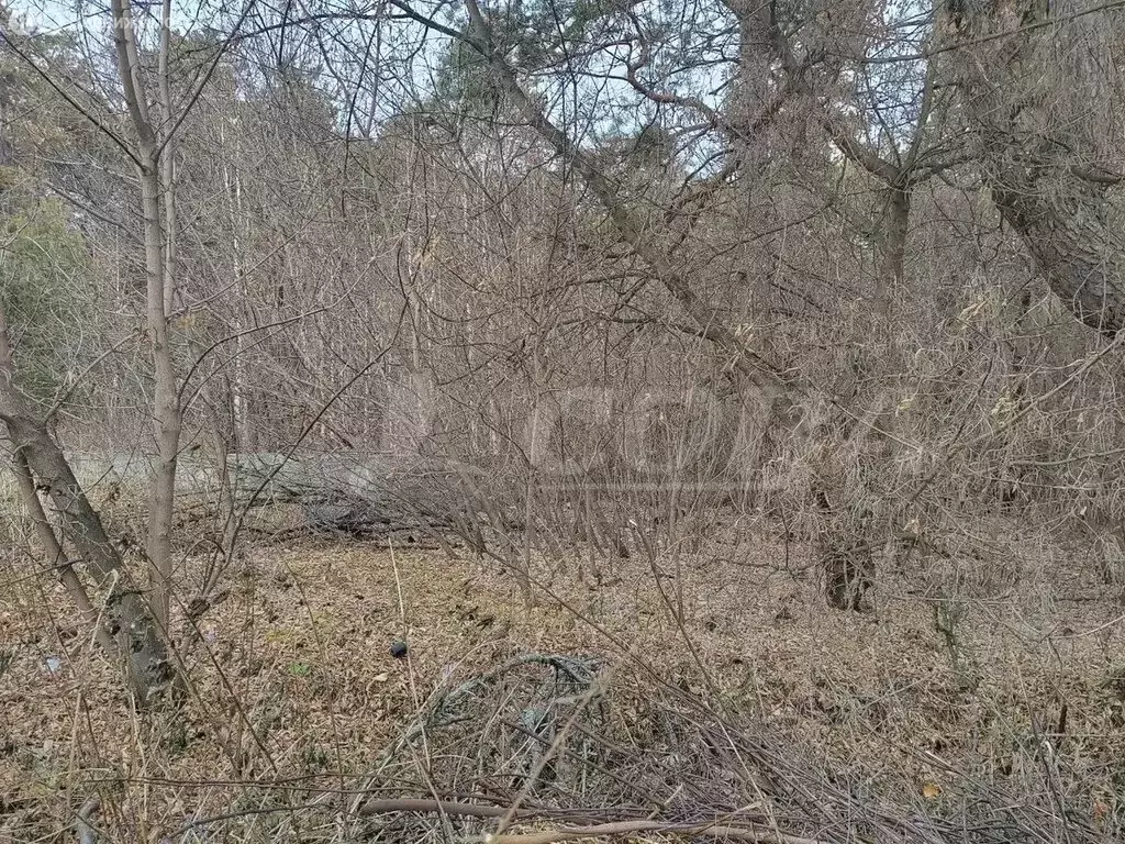Участок в Нижнетавдинский район, село Тюнево (13 м) - Фото 0