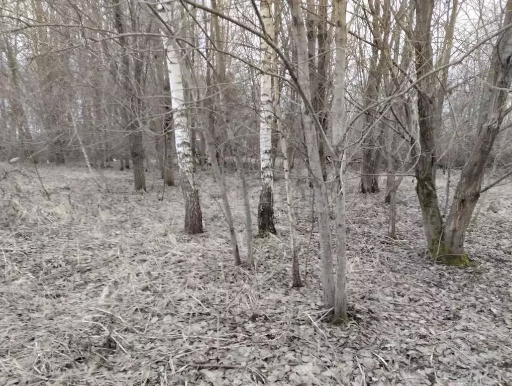 Участок в Смоленская область, Смоленск ш. Рославльское, 7 (1150.0 ... - Фото 2