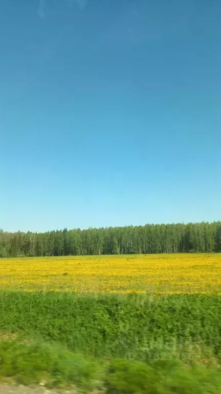 Участок в Владимирская область, Кольчугинский район, Раздольевское ... - Фото 0