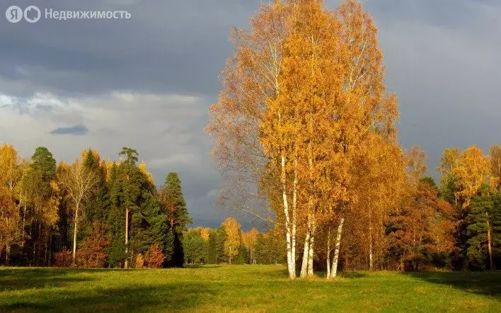 Участок в посёлок совхоза Останкино, Спортивная улица (37 м) - Фото 1