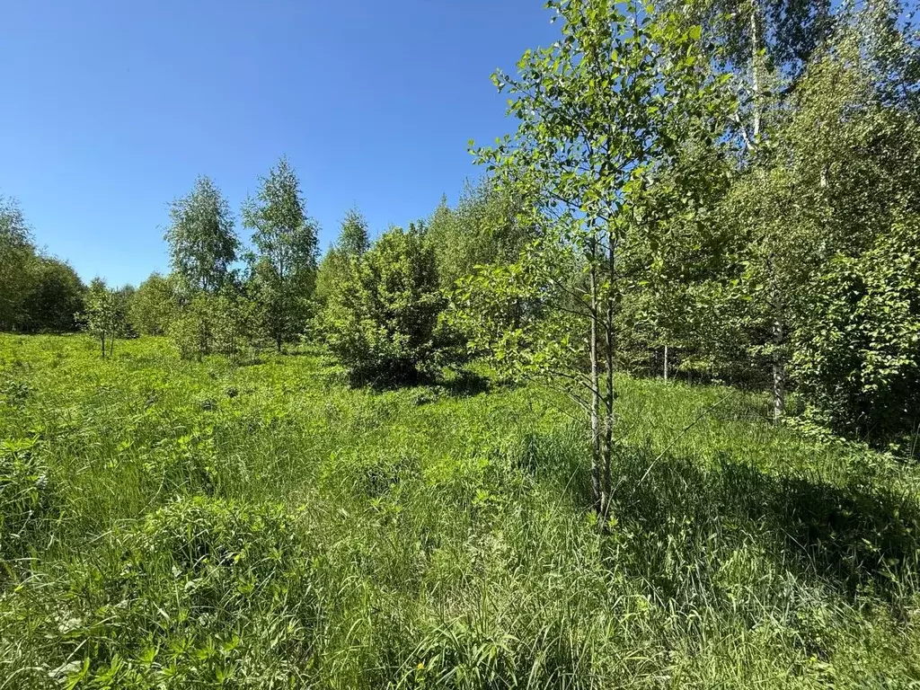 Участок в Владимирская область, Владимир д. Никулино, проезд 3-й ... - Фото 1