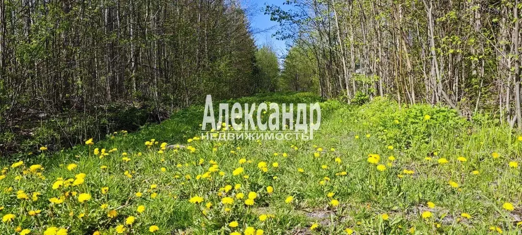 Участок в Ленинградская область, Тосненский район, Лисинское с/пос, ... - Фото 1