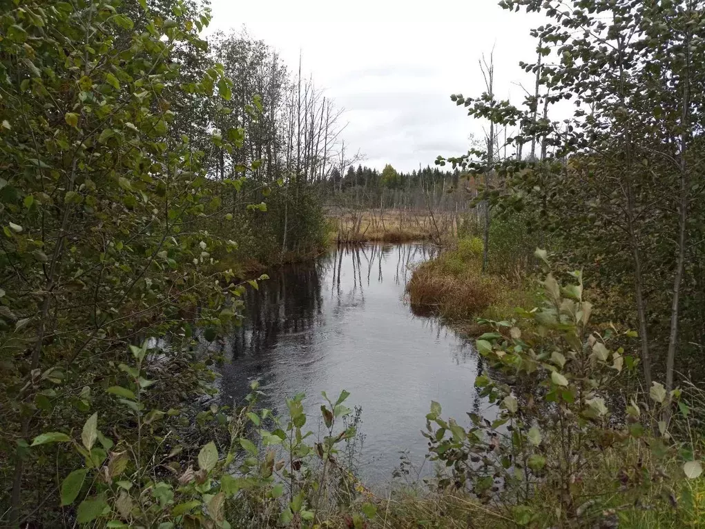 Участок в Вологодская область, Усть-Кубинский муниципальный округ, д. ... - Фото 2