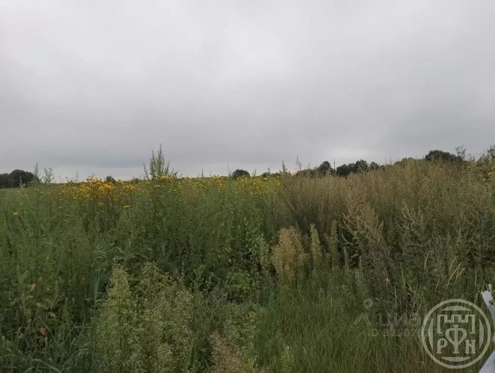 Участок в Ленинградская область, Лужский район, Ям-Тесовское с/пос, ... - Фото 2