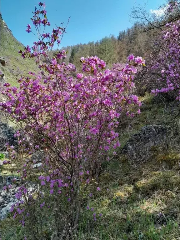 Участок в Алтай, Онгудайский район, с. Купчегень Средняя ул. (6.9 ... - Фото 1