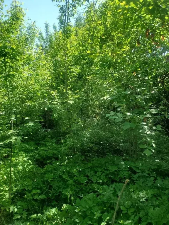 Участок в Московская область, Люберцы городской округ, д. Часовня ш. ... - Фото 0