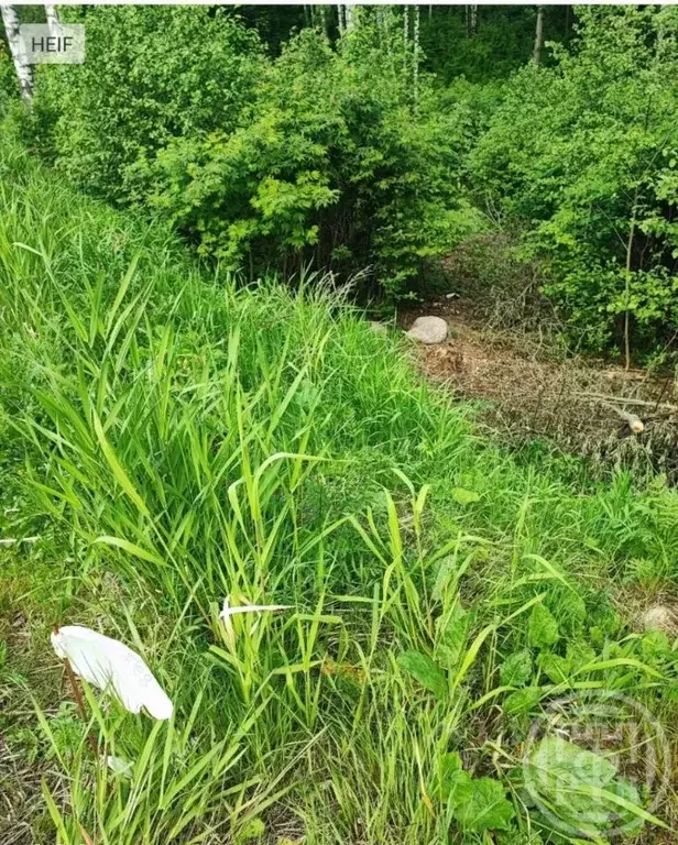 Участок в Ленинградская область, Всеволожский район, Колтушское ... - Фото 2