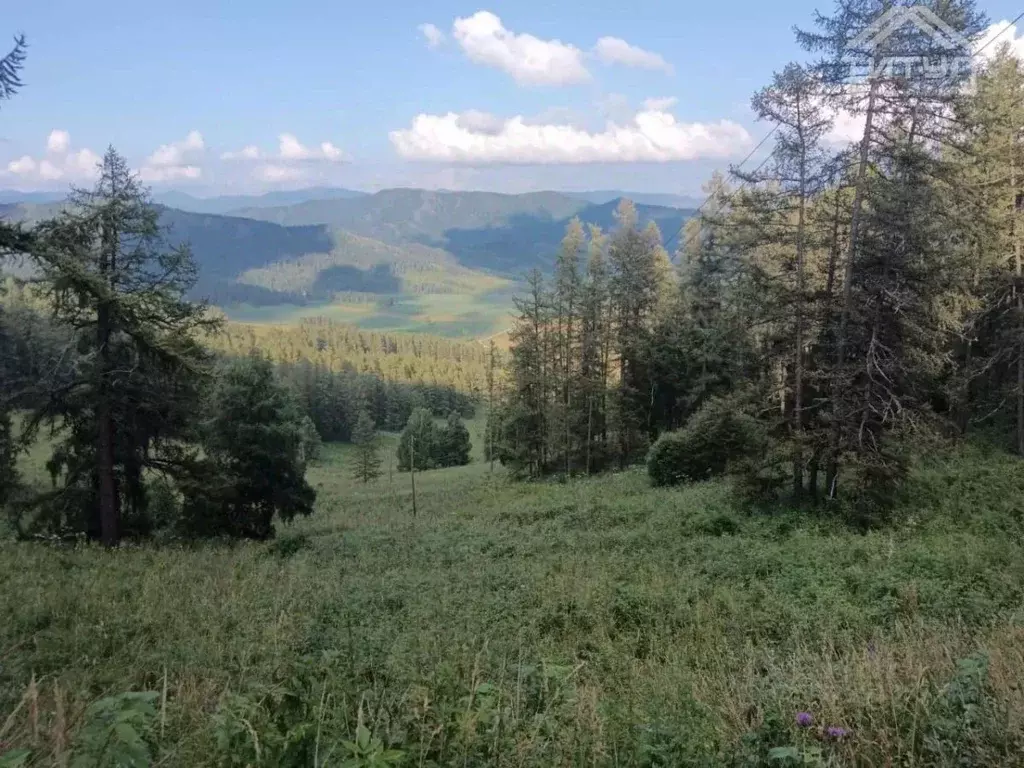 Участок в Алтай, Шебалинский район, с. Мыюта Российская ул. (32.39 ... - Фото 2