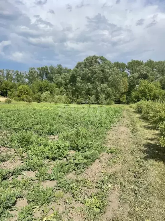 Участок в Белгородская область, Алексеевский городской округ, с. ... - Фото 0