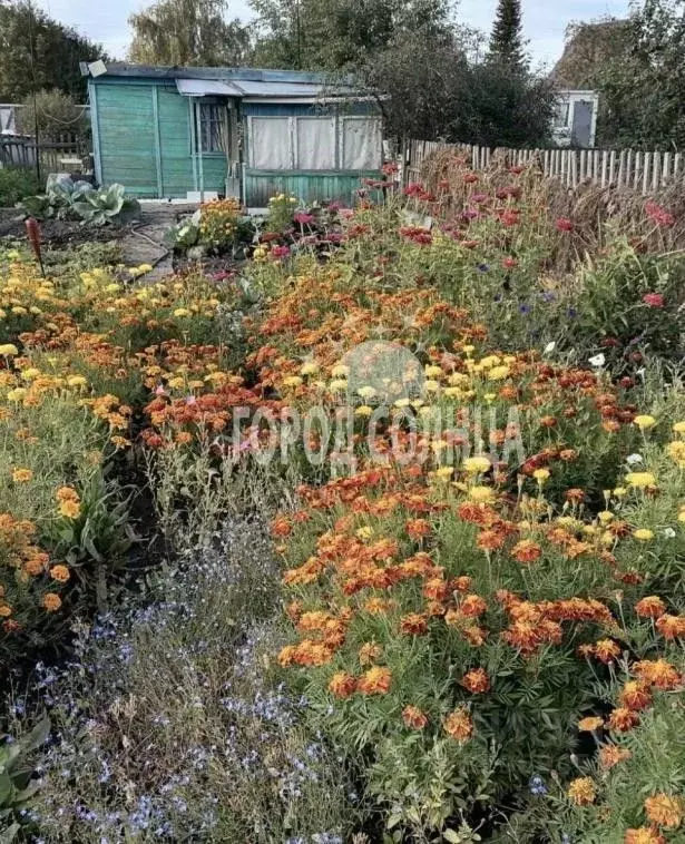 Дом в Омская область, Омск СОСН Шинник-3 тер., 591 (20 м) - Фото 2