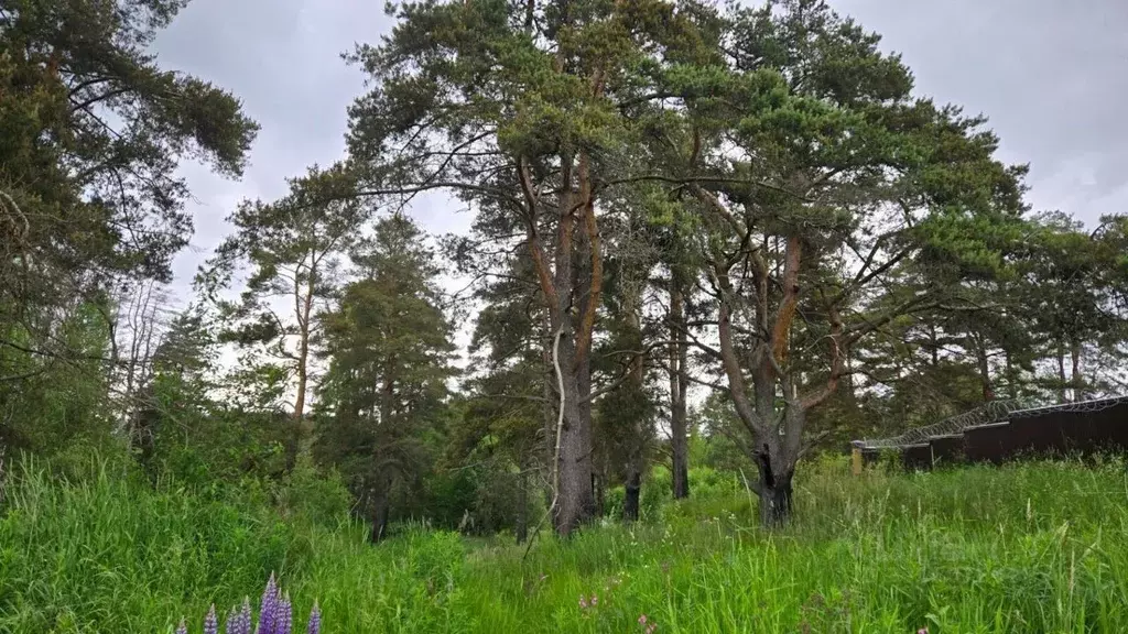 Участок в Ленинградская область, Выборгский район, Первомайское с/пос, ... - Фото 1