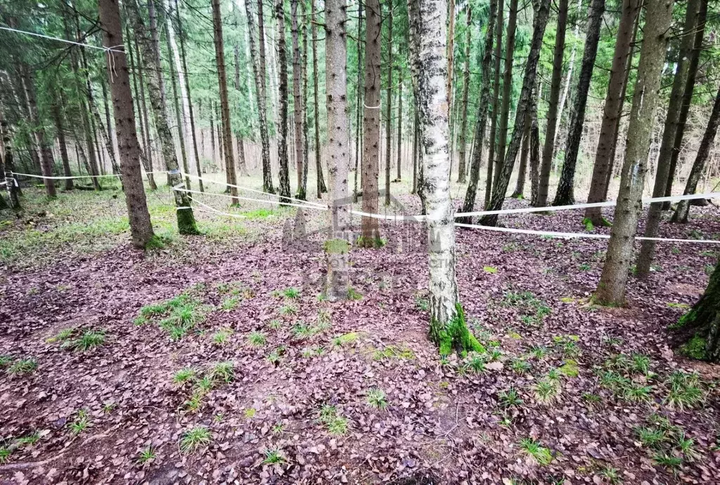 Участок в Калужская область, Боровский муниципальный округ, Кривское ... - Фото 2