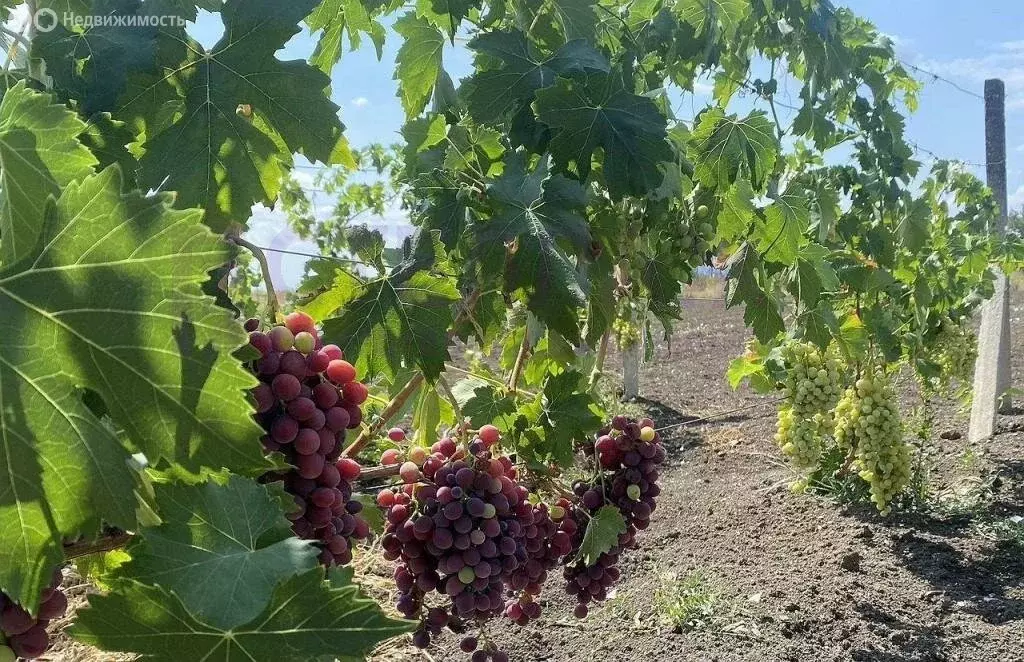 Дом в Абрикосовка, улица Ленина (83.5 м) - Фото 1