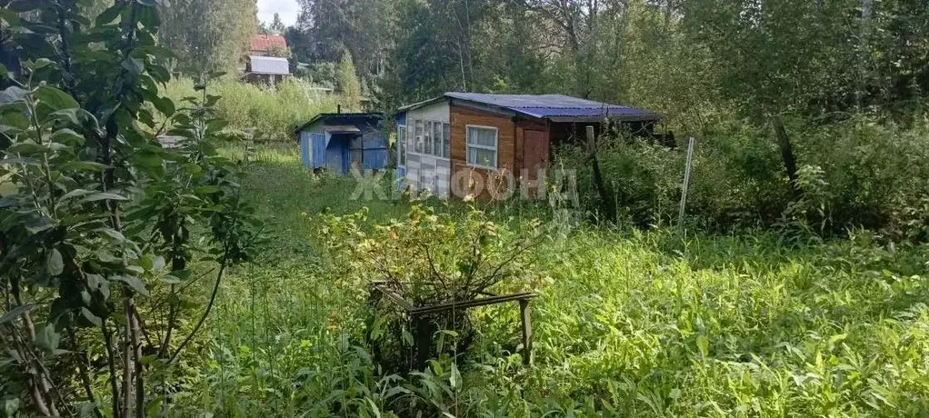 Дом в Новосибирская область, Новосибирск Ветеран СНТ, ул. Логовая (28 ... - Фото 0