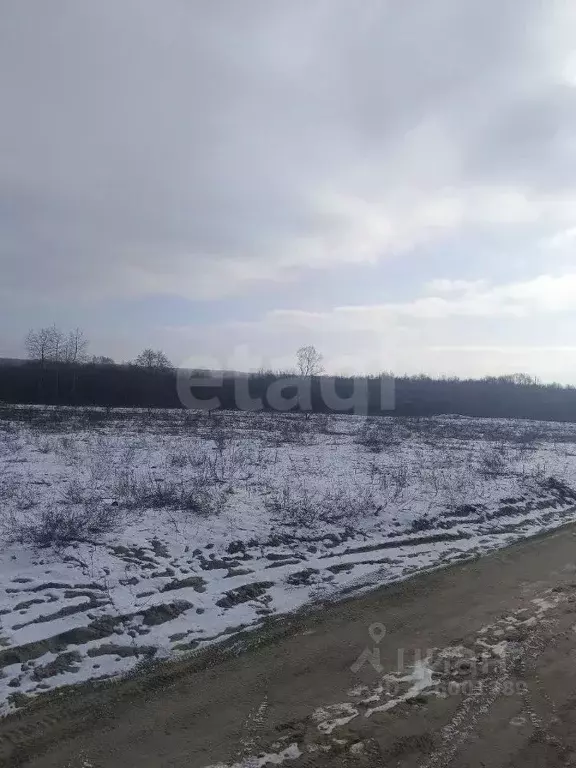 Участок в Брянская область, Брянский район, Новодарковичское с/пос, ... - Фото 1