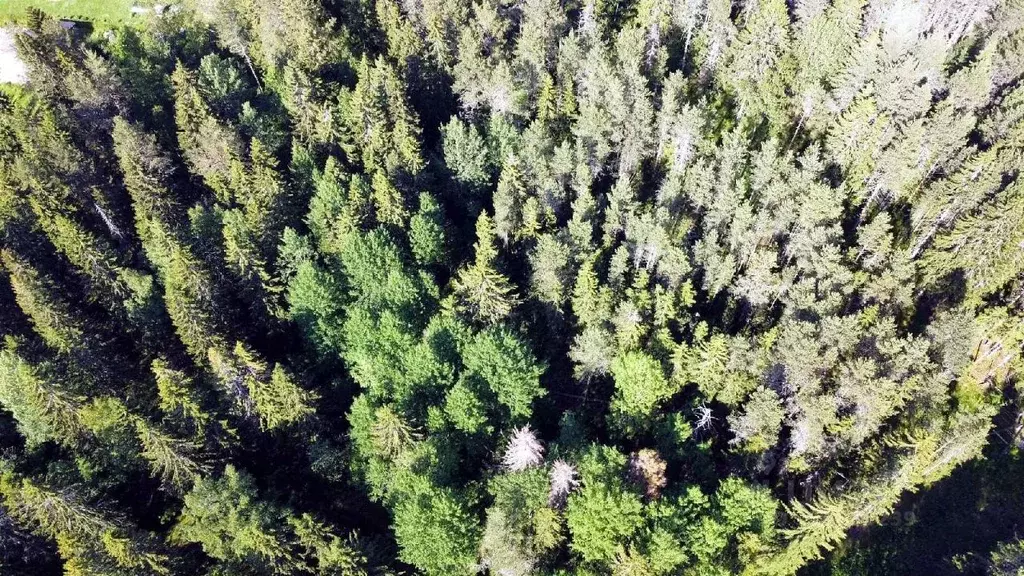 Участок в Карелия, Питкяранта пер. Гранитный (15.0 сот.) - Фото 1