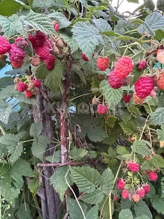 Дом в Новосибирская область, Новосибирский район, Краснообск рп 79 (35 ... - Фото 2