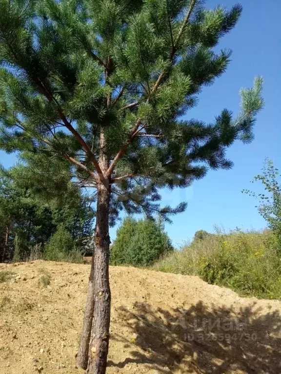 Участок в Калужская область, Мосальский муниципальный округ, д. ... - Фото 2