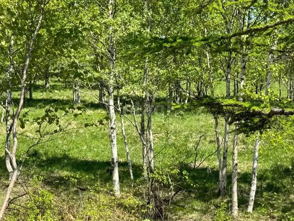 Участок в Сахалинская область, Анивский городской округ, с. Троицкое  ... - Фото 1