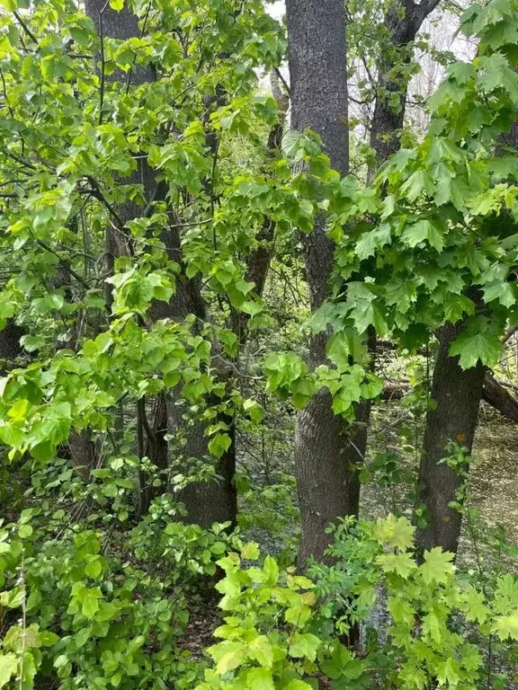Участок в Тульская область, Тула пос. Рудаково,  (6.0 сот.) - Фото 1