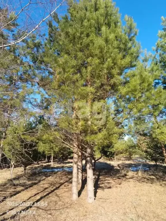 Участок в Калужская область, Перемышльский муниципальный округ, ... - Фото 2