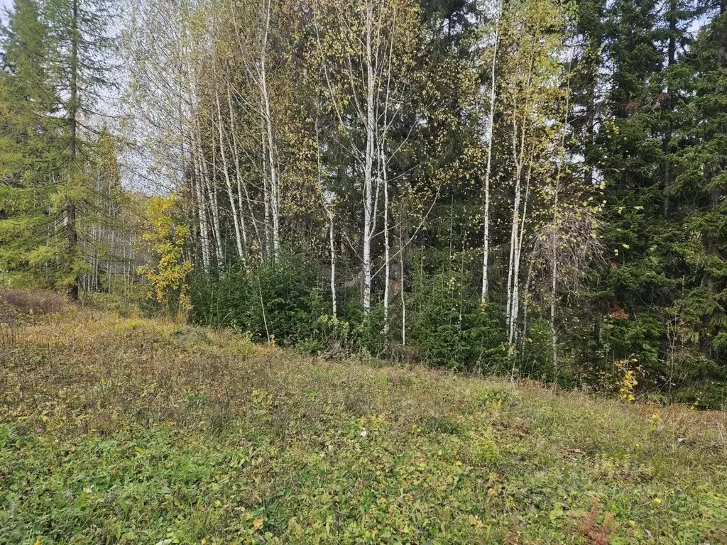 Участок в Свердловская область, Ревда городской округ, пос. Гусевка ... - Фото 0