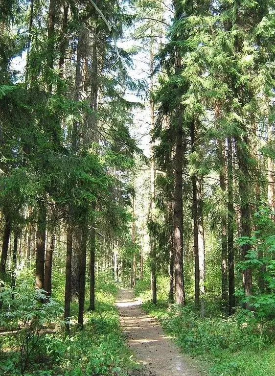 Участок в Московская область, Пушкинский городской округ, ... - Фото 1