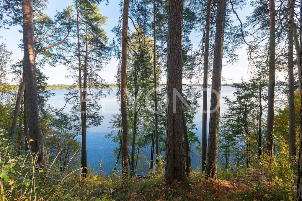 Участок в Ленинградская область, Всеволожский район, Куйвозовское ... - Фото 0