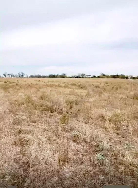 Участок в Крым, Симферопольский район, Николаевка пгт ул. Советская ... - Фото 2