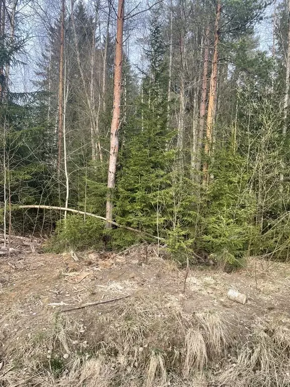 Участок в Ленинградская область, Всеволожский район, Агалатовское ... - Фото 1