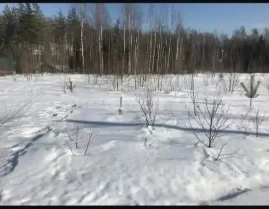 Участок в Амурская область, Благовещенск городской округ, с. Садовое ... - Фото 0