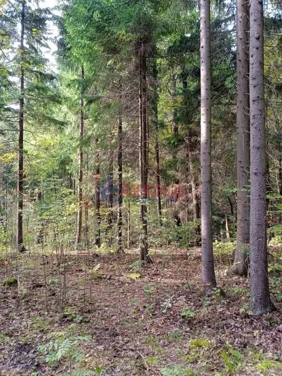 Участок в Ленинградская область, Всеволожский район, Колтушское ... - Фото 0