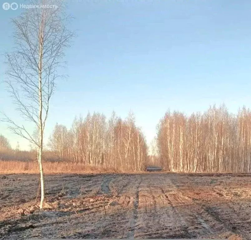 Участок в Тюменская область, Нижнетавдинский муниципальный округ, СНТ ... - Фото 2